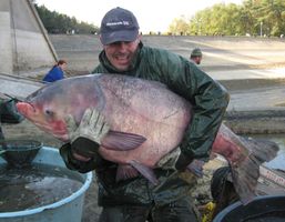Tolstolobik z ú.n.Hostivař 120 cm, 41 kg (1).jpg